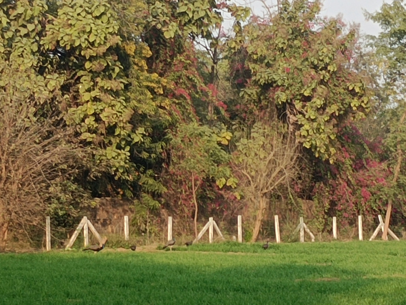  1 Acre Agricultural/Farm Land for Sale in Sohna Road, Gurgaon