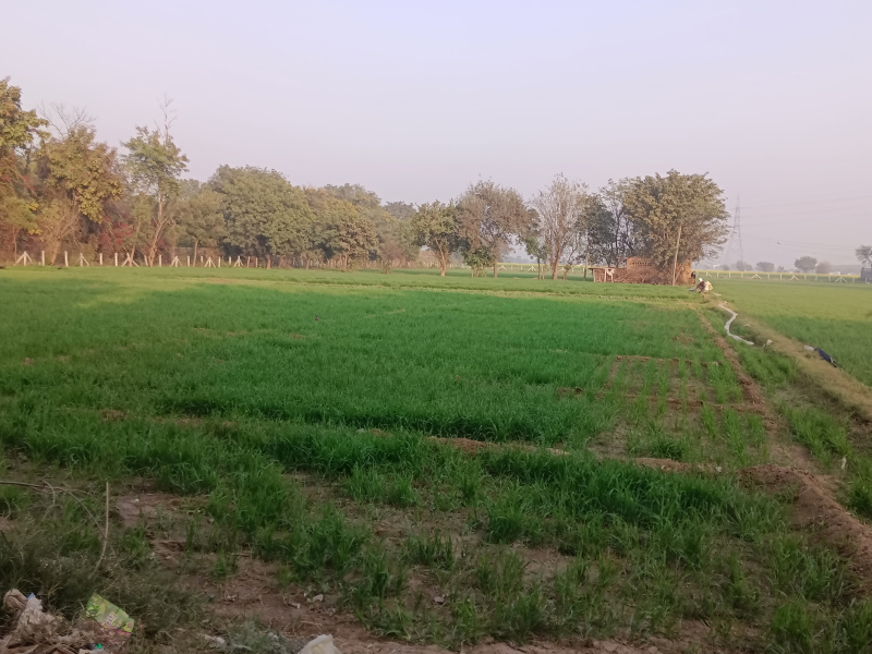  1 Acre Agricultural/Farm Land for Sale in Sohna Road, Gurgaon
