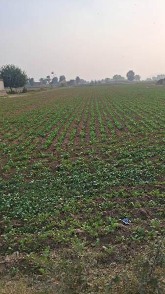  1 Acre Agricultural/Farm Land for Sale in Sohna, Gurgaon