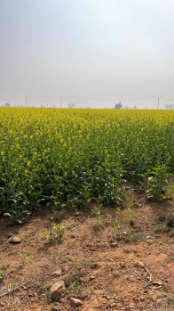  Agricultural Land for Sale in Naugaon, Alwar