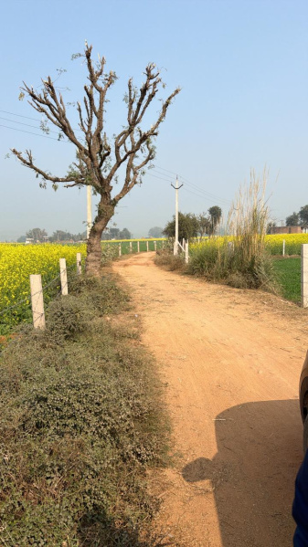  25 Bigha Agricultural/Farm Land for Sale in Naugaon, Alwar