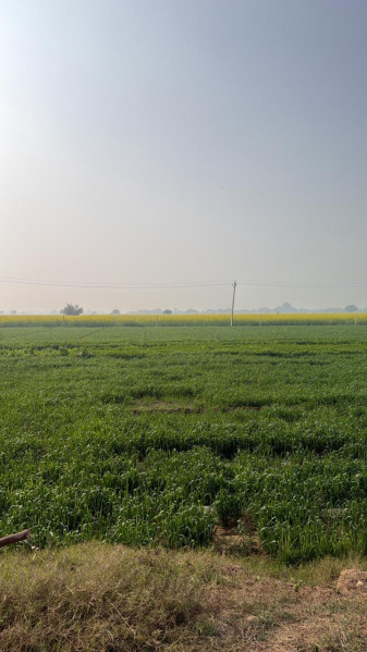  2200 Sq. Yards Agricultural/Farm Land for Sale in Sohna, Gurgaon