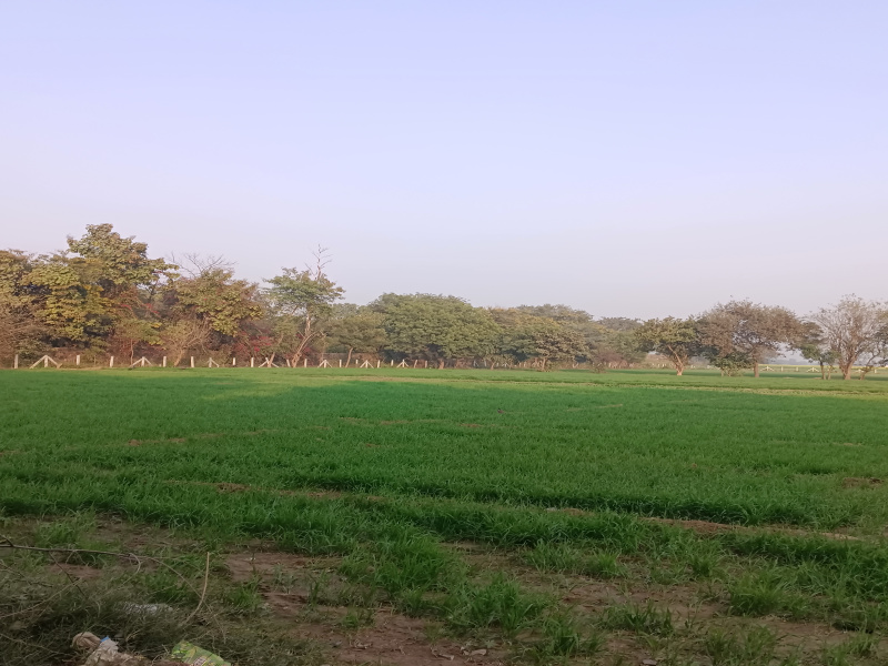  2200 Sq. Yards Agricultural/Farm Land for Sale in Sohna, Gurgaon
