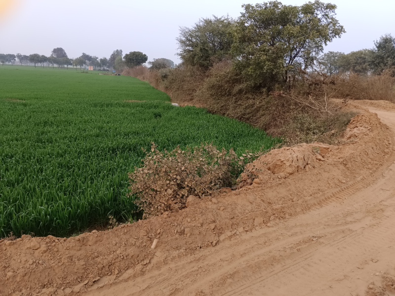  15 Bigha Agricultural/Farm Land for Sale in Ferozepur Jhirka, Nuh