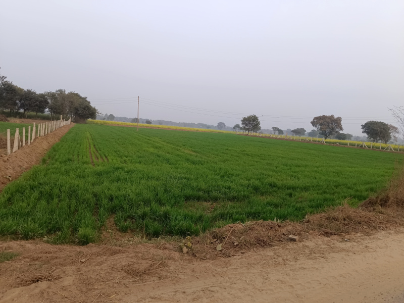  7 Acre Agricultural/Farm Land for Sale in Sohna, Gurgaon