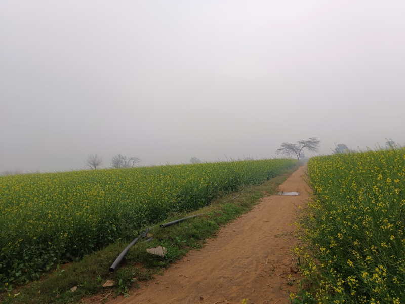  4 Acre Agricultural/Farm Land for Sale in Sohna, Gurgaon