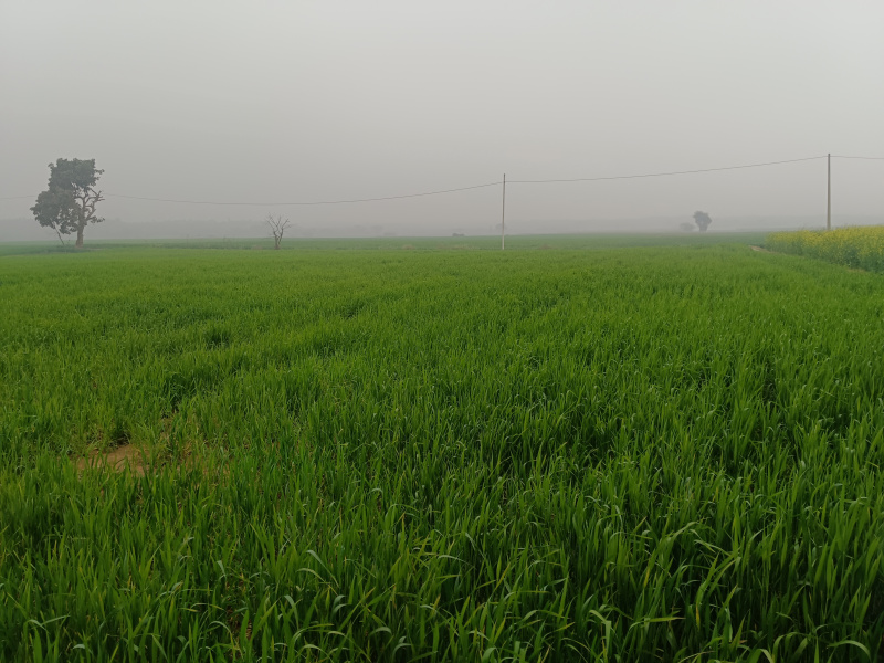  4 Acre Agricultural/Farm Land for Sale in Sohna, Gurgaon