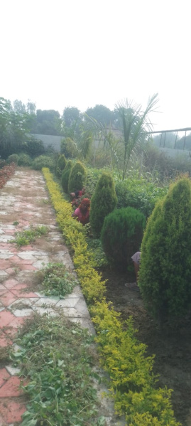  Residential Plot 3205 Sq.ft. for Sale in Mohanlalganj, Lucknow