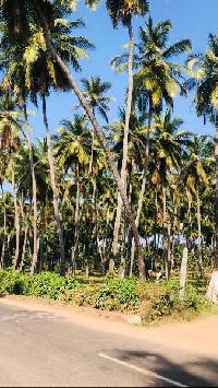  Agricultural Land for Sale in Kottur, Coimbatore