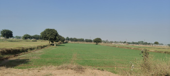  Agricultural Land for Sale in Ferozepur Jhirka, Nuh