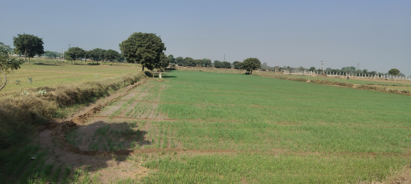  Agricultural Land 6 Acre for Sale in Ferozepur Jhirka, Nuh