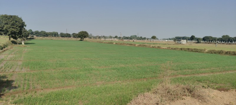  Agricultural Land 6 Acre for Sale in Ferozepur Jhirka, Nuh