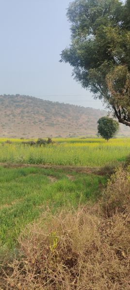  Agricultural Land 1 Bigha for Sale in Naugaon, Alwar