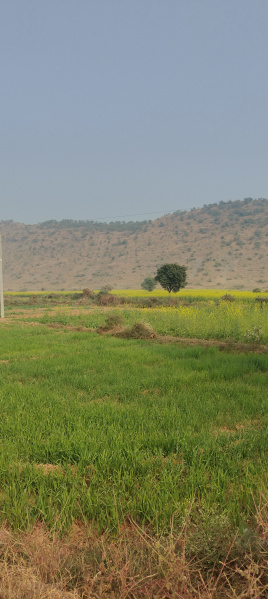  Agricultural Land 1 Bigha for Sale in Naugaon, Alwar