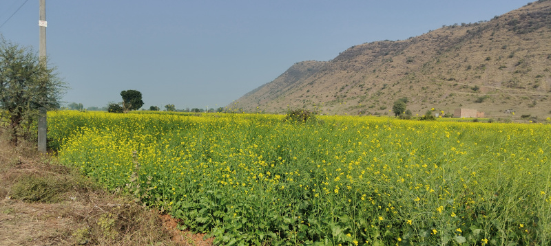  Agricultural Land 33275 Sq. Yards for Sale in Naugaon, Alwar