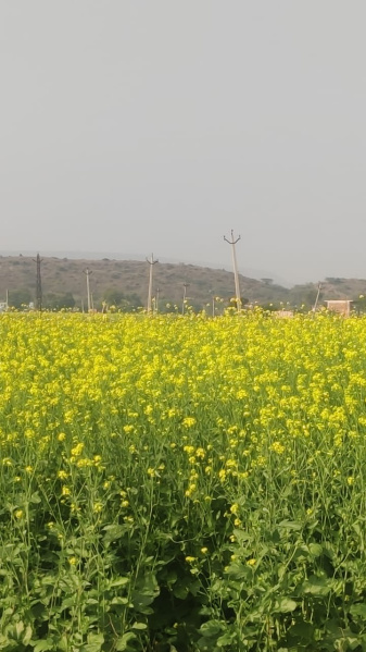  Agricultural Land 33275 Sq. Yards for Sale in Naugaon, Alwar