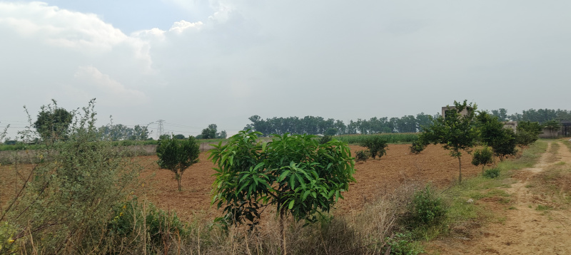  Agricultural Land 12 Acre for Sale in Mandkola, Palwal