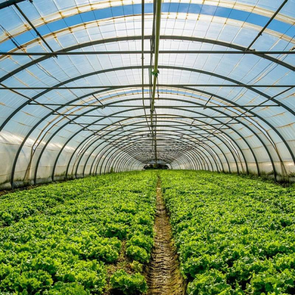  Agricultural Land 30 Sq.ft. for Sale in Tijara Road, Alwar