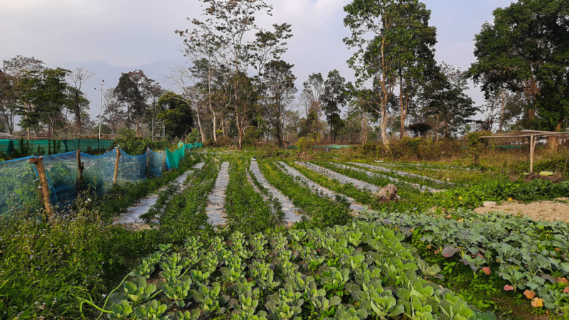  15 Bigha Agricultural/Farm Land for Sale in Tijara, Alwar