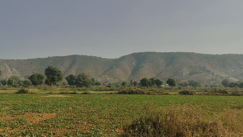  8 Bigha Agricultural/Farm Land for Sale in Tijara, Alwar