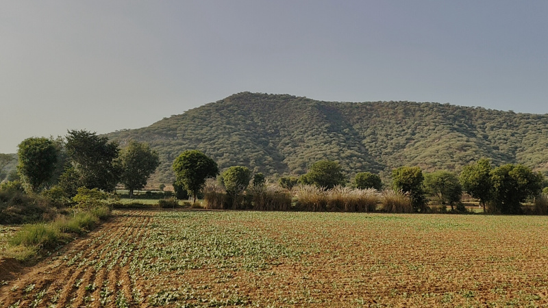  8 Bigha Agricultural/Farm Land for Sale in Tijara, Alwar