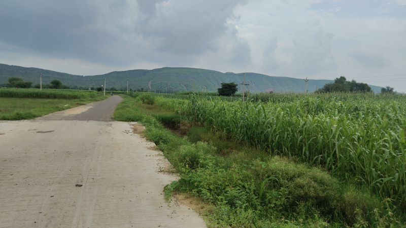  7 Bigha Agricultural/Farm Land for Sale in Tijara, Alwar