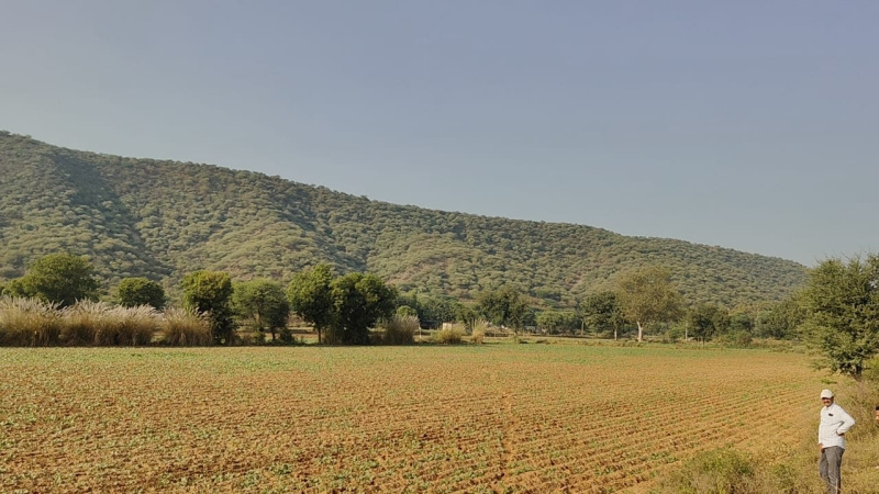  5 Bigha Agricultural/Farm Land for Sale in Naugaon, Alwar