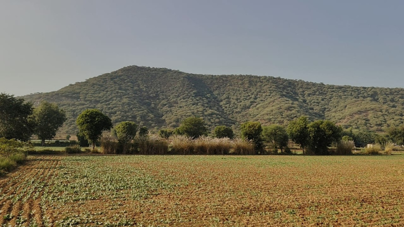  5 Bigha Agricultural/Farm Land for Sale in Naugaon, Alwar