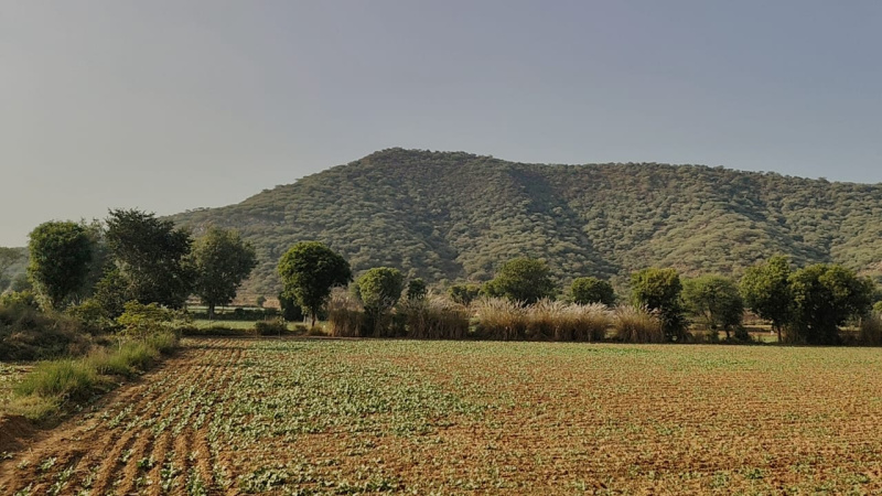  5 Bigha Agricultural/Farm Land for Sale in Naugaon, Alwar