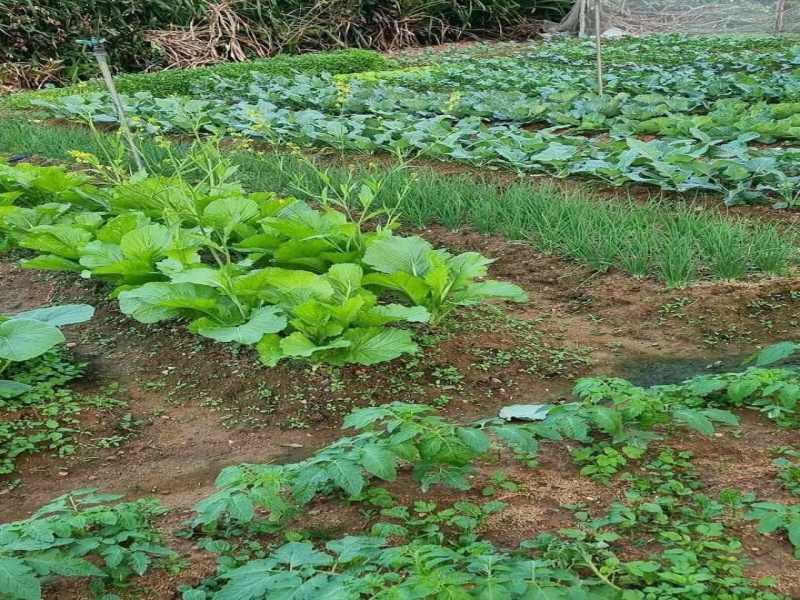 1 BHK 43560 Sq.ft. Farm House for Sale in Sohna Road, Faridabad