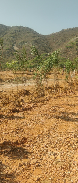  1 Bigha Agricultural/Farm Land for Sale in Paota, Alwar