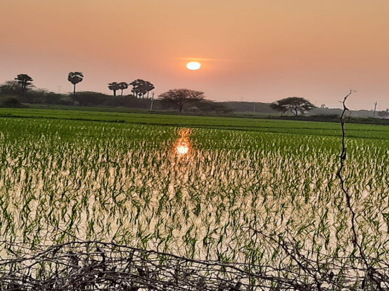  Agricultural Land 2 Acre for Sale in Kavali, Nellore
