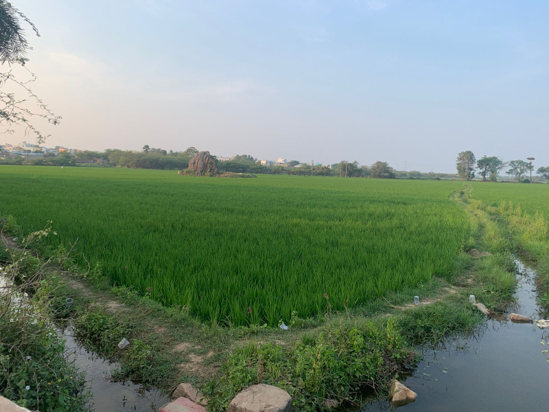  Agricultural Land 2 Acre for Sale in Kavali, Nellore