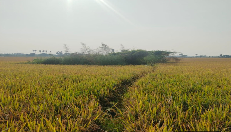  37674 Sq.ft. Agricultural/Farm Land for Sale in Lalgudi, Tiruchirappalli