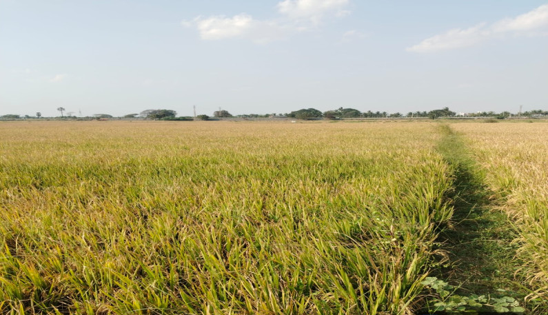  37674 Sq.ft. Agricultural/Farm Land for Sale in Lalgudi, Tiruchirappalli