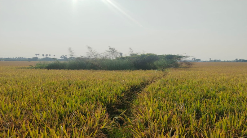  37674 Sq.ft. Agricultural/Farm Land for Sale in Lalgudi, Tiruchirappalli