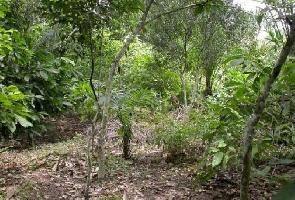  Agricultural Land for Sale in Kumily, Idukki