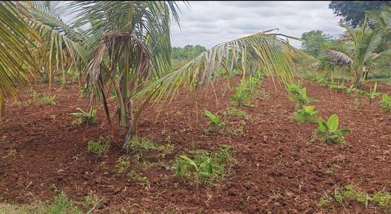  3 Ares Agricultural/Farm Land for Sale in Kanakapura Road, Bangalore