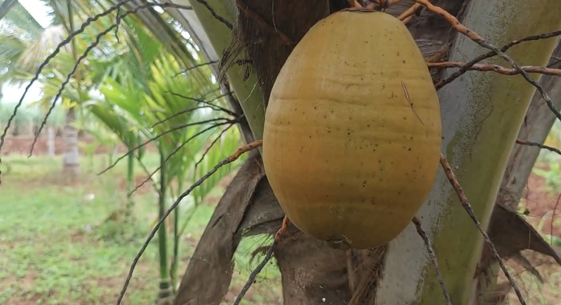  3 Ares Agricultural/Farm Land for Sale in Kanakapura Road, Bangalore