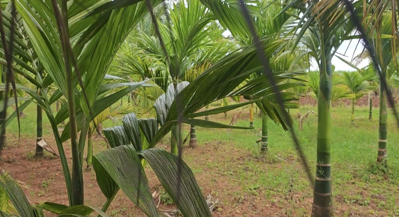  3 Ares Agricultural/Farm Land for Sale in Kanakapura Road, Bangalore