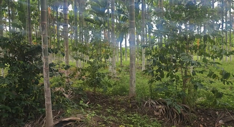  16 Acre Agricultural/Farm Land for Sale in Mysore Road, Bangalore