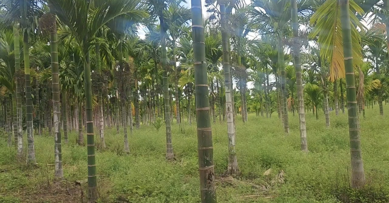  16 Acre Agricultural/Farm Land for Sale in Mysore Road, Bangalore