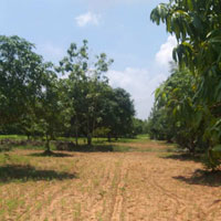  Agricultural Land for Sale in Uthukkottai, Thiruvallur