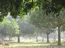  Agricultural Land for Sale in Rajnagar, Madhubani