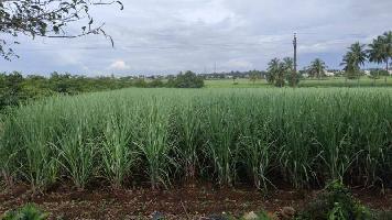  Agricultural Land for Rent in Jaysingpur, Kolhapur