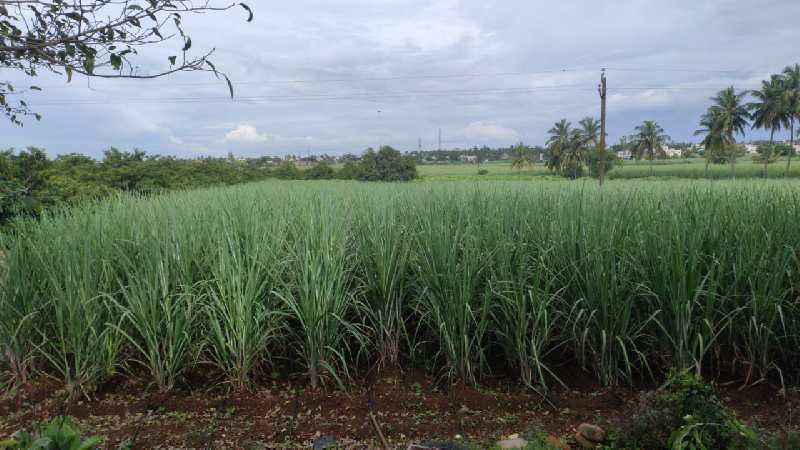 Agricultural Land 3 Acre for Rent in Jaysingpur, Kolhapur