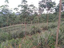  Agricultural Land for Sale in Varakkara, Thrissur