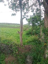  Agricultural Land for Sale in Wankaner, Rajkot