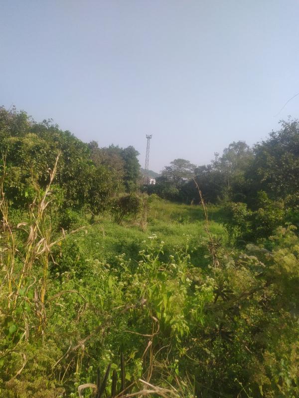  62 Guntha Agricultural/Farm Land for Sale in Panvel, Navi Mumbai