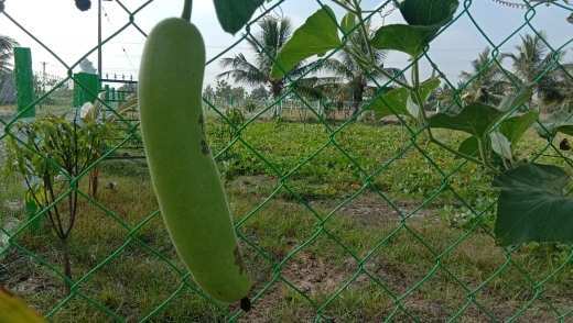  Agricultural Land 10000 Sq.ft. for Sale in Uthiramerur, Kanchipuram